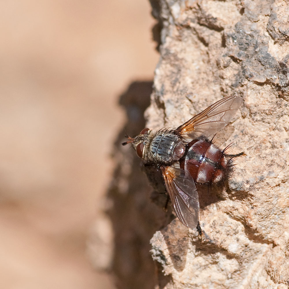 Tachinidae